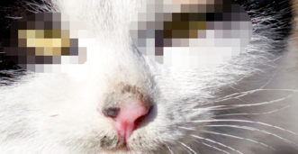 马赛克去除工具免费版下载 马赛克去除工具免费版下载