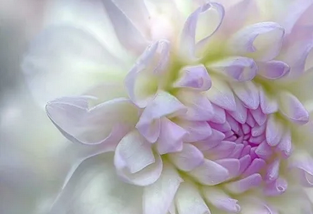 花助理app 花助理app