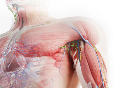 人体解剖3D APP 人体解剖3D APP