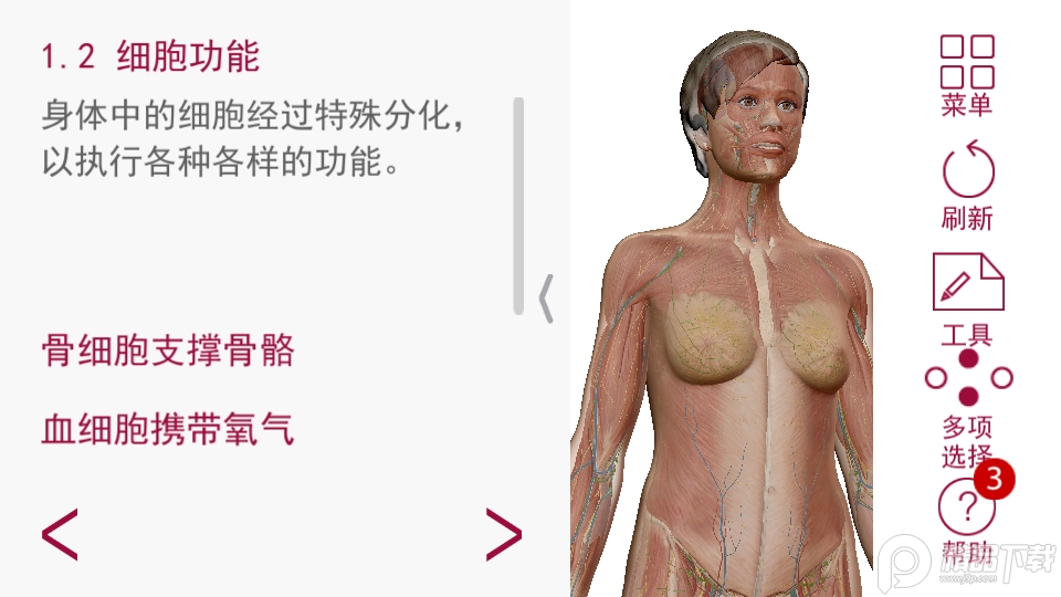 解剖和生理学(Anatomy Physiology), 解剖和生理学(Anatomy Physiology) 解剖和生理学(Anatomy Physiology), 解剖和生理学(Anatomy Physiology)