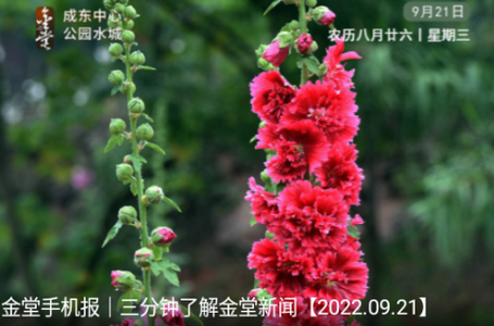 金堂发布app官方版 金堂发布app官方版